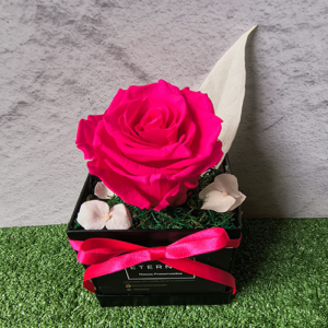 SOLITAIRE VARIOS COLORES - Fucsia