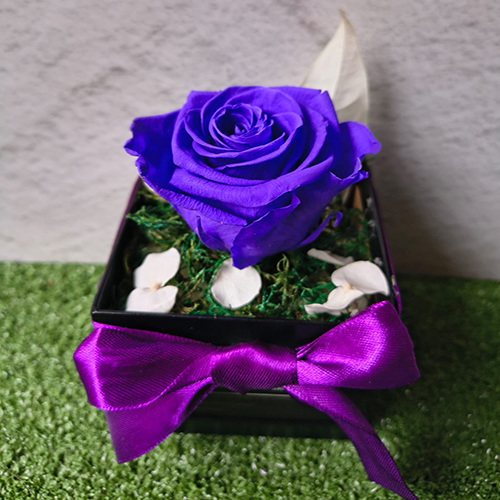 SOLITAIRE VIOLETA
